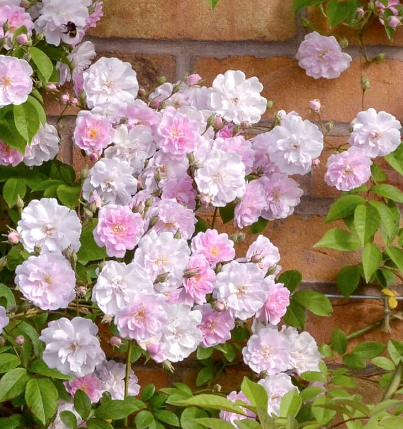 Scarman´s Himalayan Musk  (wortel)