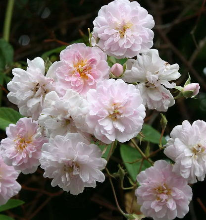 Scarman´s Himalayan Musk  (wortel)