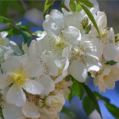 Paul's Himalayan Musk Rambler (wortel)