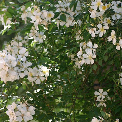 Pauls Himalayan Musk Rambler