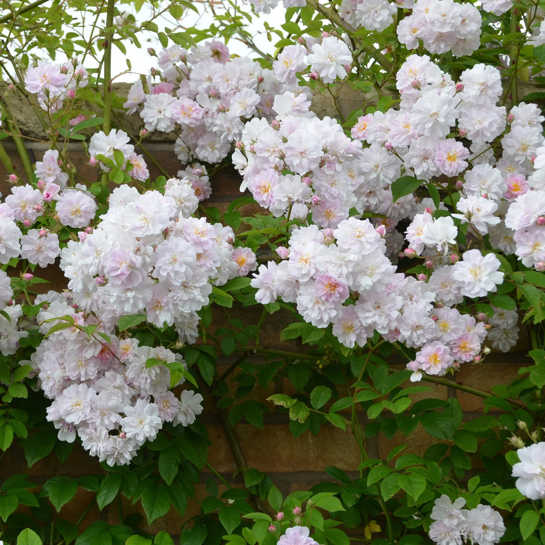 Paul’s Himalayan Musk – Zeer krachtige ramblerroos met zoete geur Paul’s Himalayan Musk – Zeer krachtige ramblerroos met zoete geur