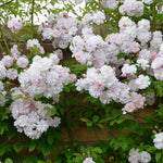 Paul's Himalayan Musk Climber