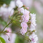 Paul's Himalayan Musk Climber