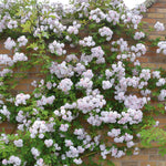 Paul's Himalayan Musk Climber