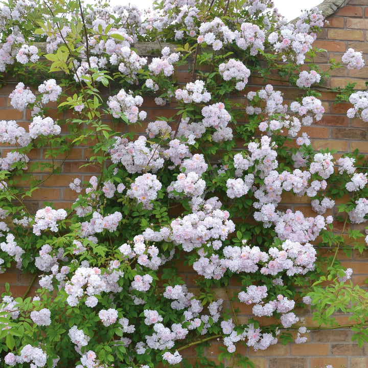 Paul's Himalayan Musk Rambler