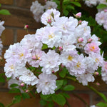 Paul's Himalayan Musk Climber
