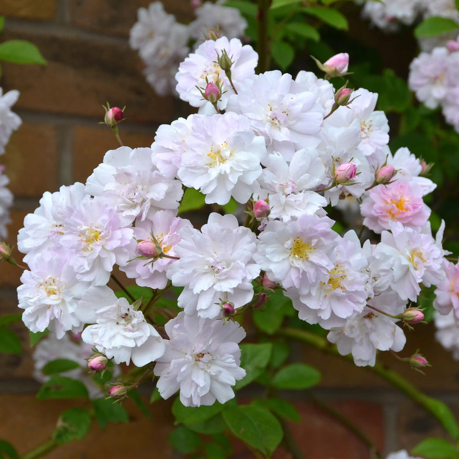 Paul's Himalayan Musk Climber