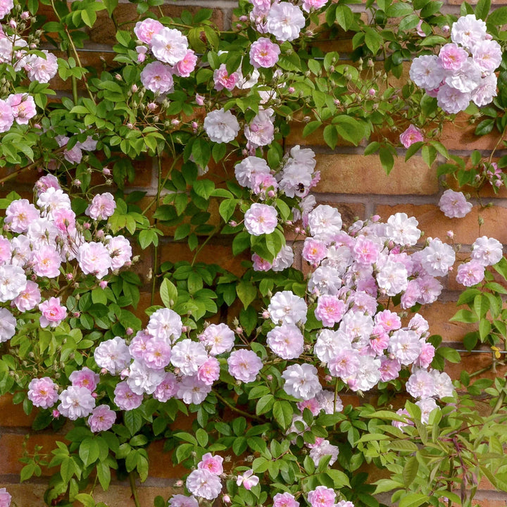 Paul's Himalayan Musk Rambler