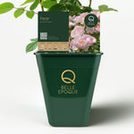 Essbare Rose - Birne