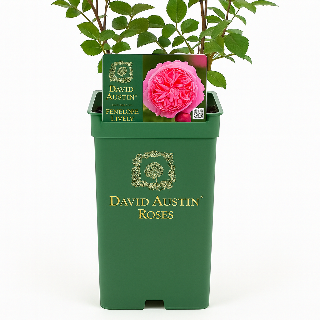 Penelope Lively (Aus18a15) (NEW in 2025)