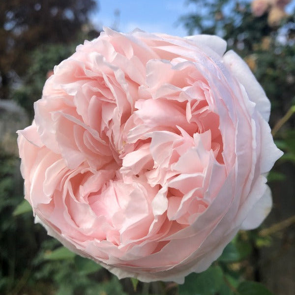 Pfingstrose Rosa