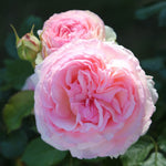 Eden Rose / Pierre de Ronsard (on stem)