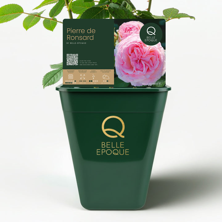 Pierre de Ronsard (XL Climbing Rose)