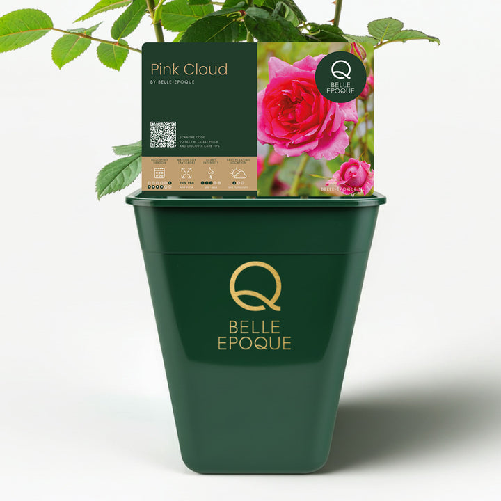 Pink Cloud (XL Climbing Rose)