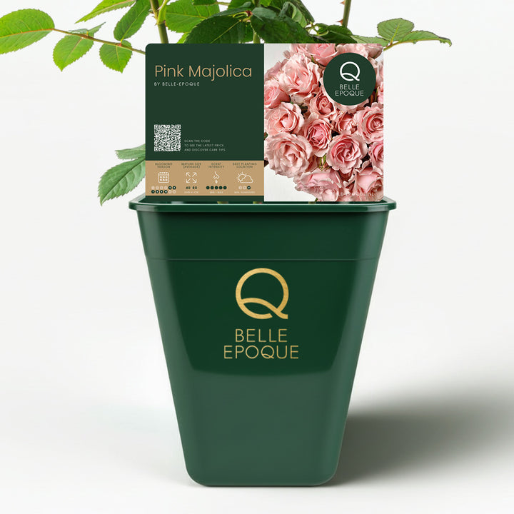 Majolica White (NEW 2026)