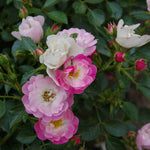 Pink Ricco Amorina