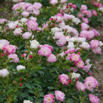 Pink Ricco Amorina