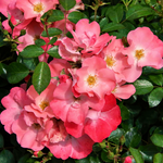 Pink Blanket