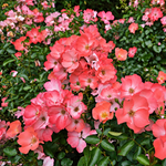 Pink Blanket
