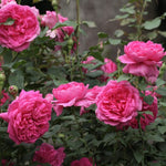 Pink Cloud (XL Kletterrose)