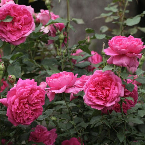 Pink Cloud (XL Klimroos)