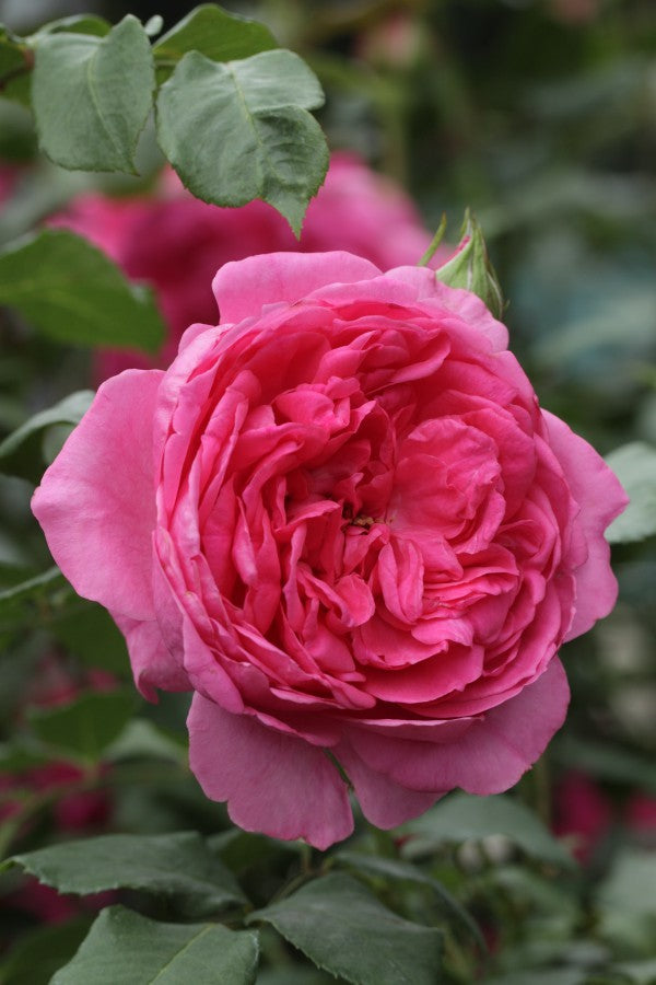 Rosa Wolke