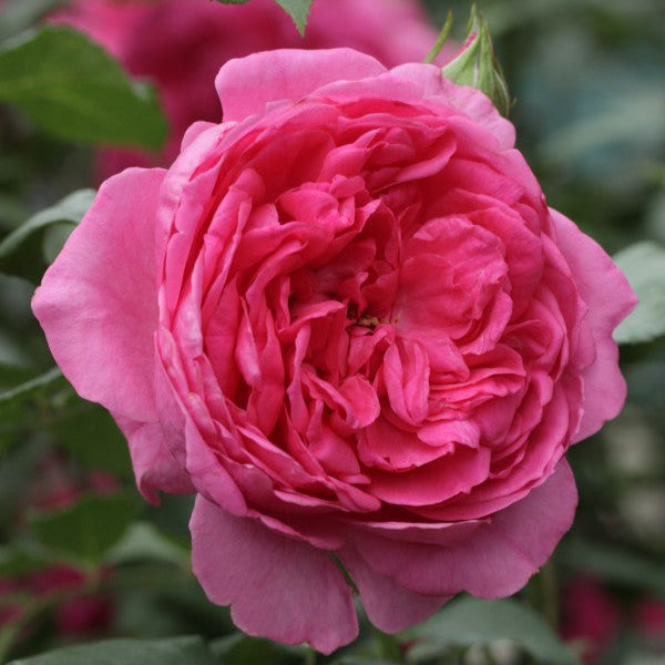 Pink Cloud (XL Climbing Rose)