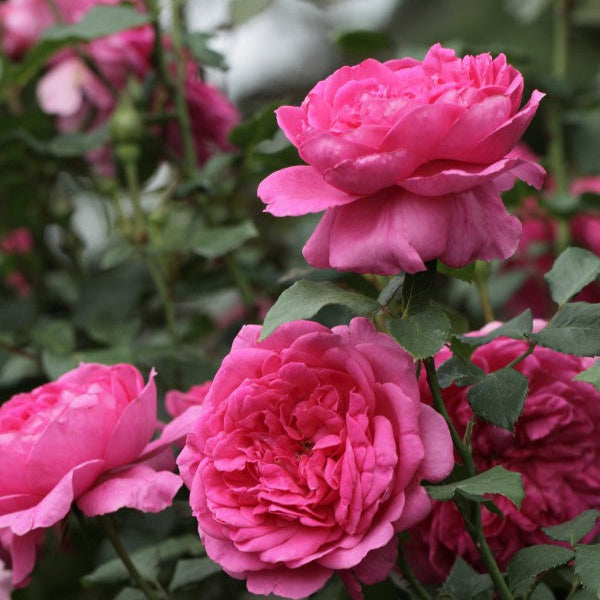 Pink Cloud (XL Climbing Rose)