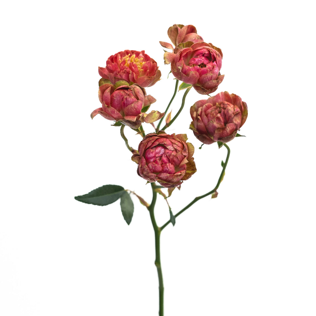 Japanese rose Princess Pinku Spray