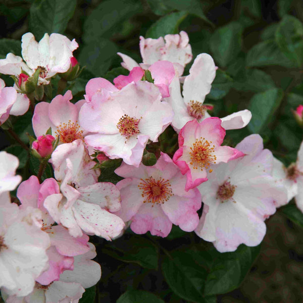 Pink Whispers