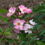 Pink Whispers