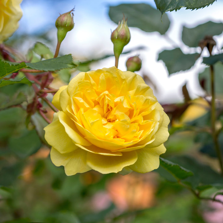 The Poet's Wife (Auswhirl)