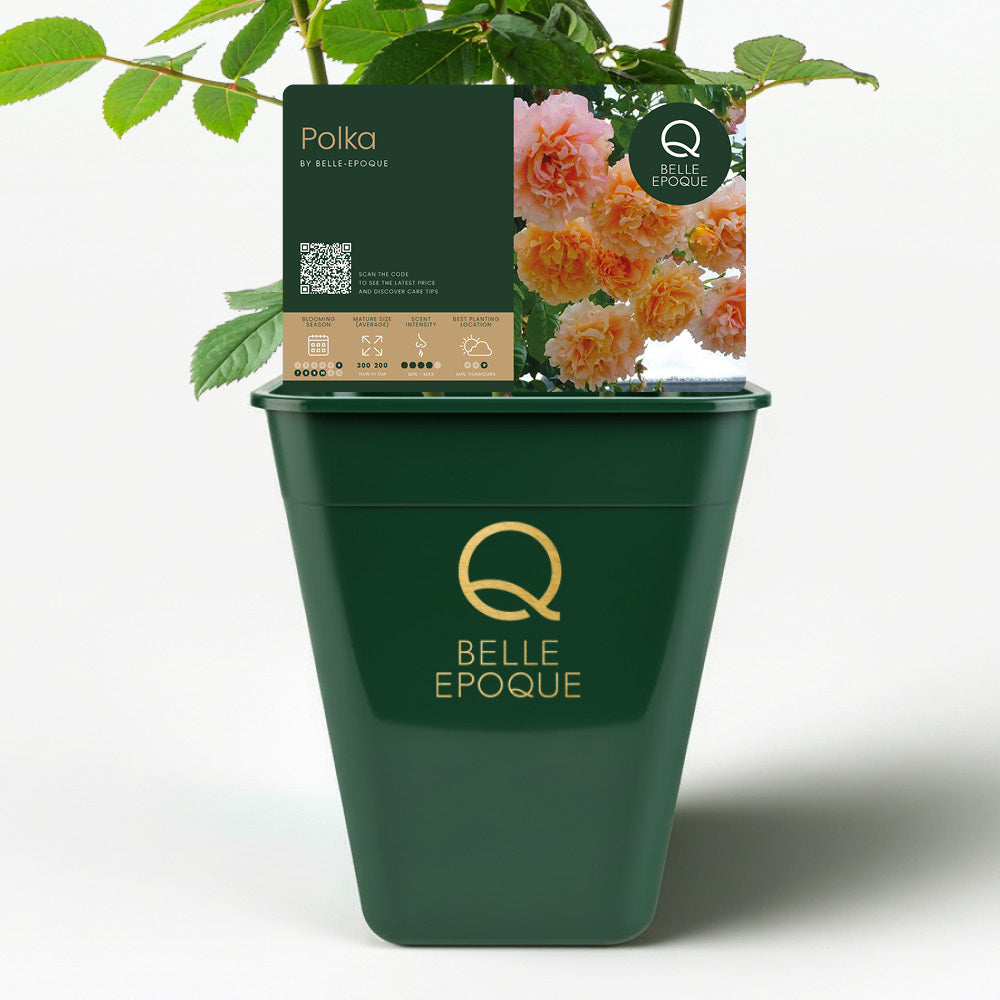 Polka (XL Climbing Rose)