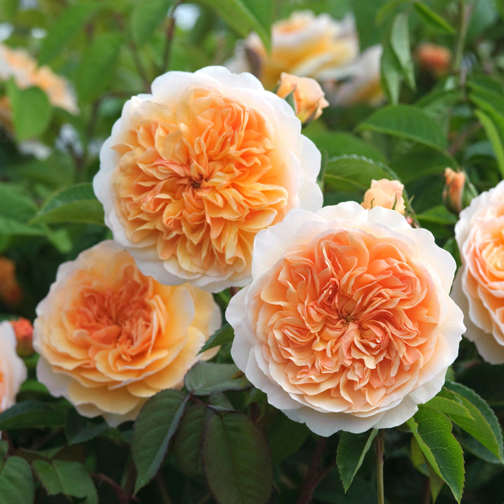 Port Sunlight (Auslofty)