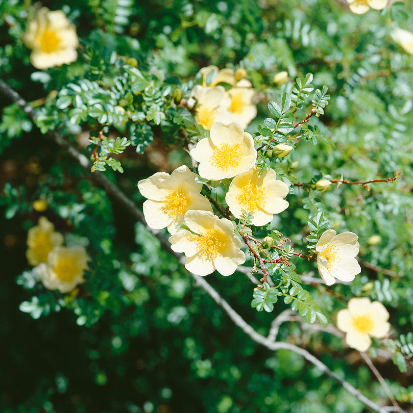 Primula