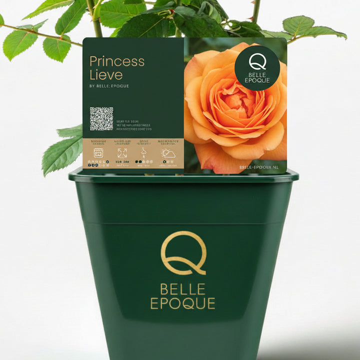 Neue Morgendämmerung Weiß