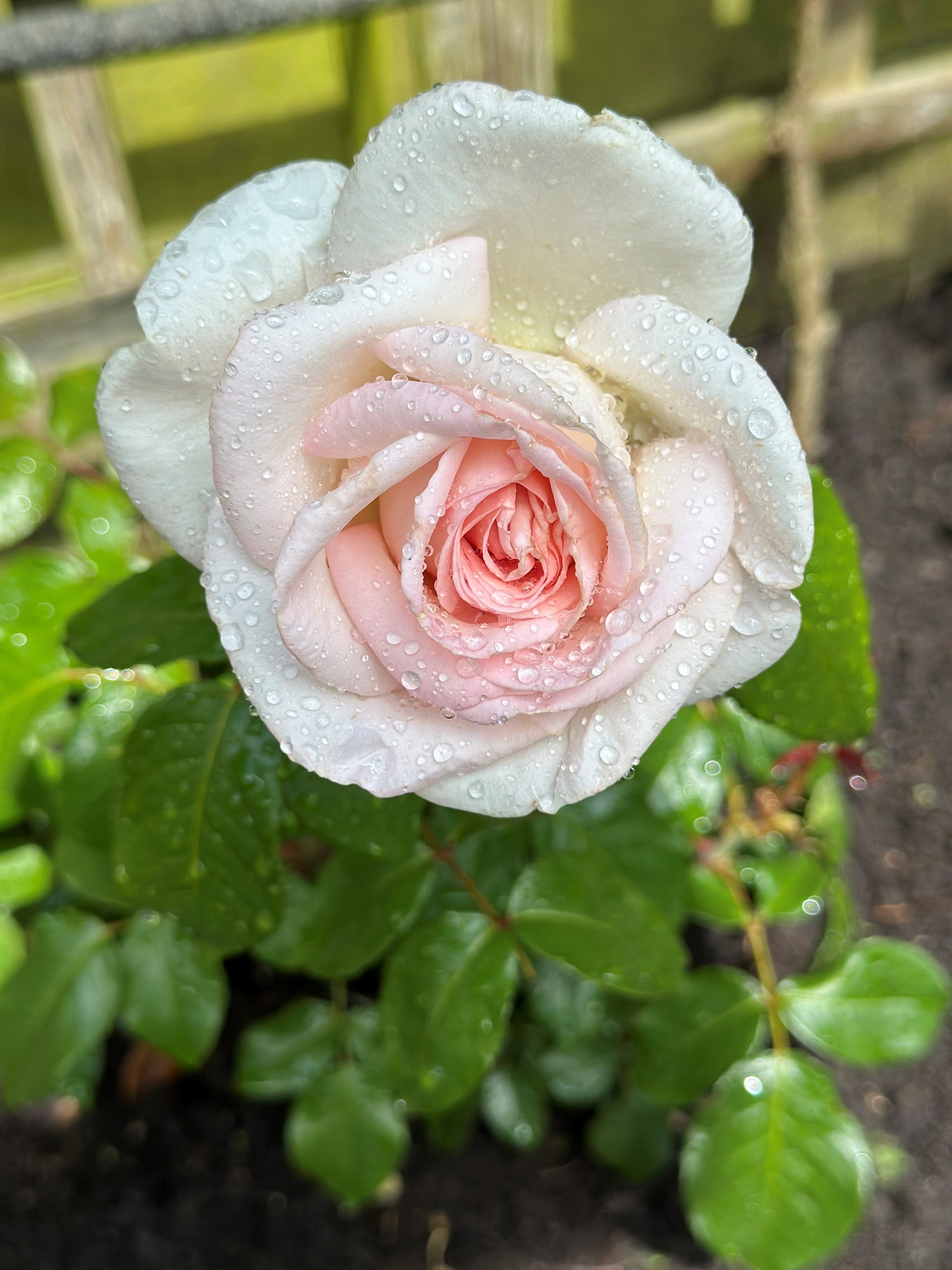 Vintage Rose Crushed Velvet Blanket - Cottagecore Blanket - Pink Rose Floral Plant Lover 2024 - Gardener Gift