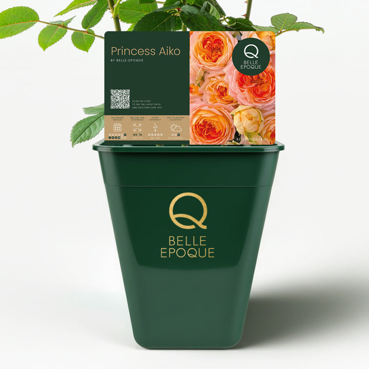 Japanese rose Princess Aiko (Beloved)