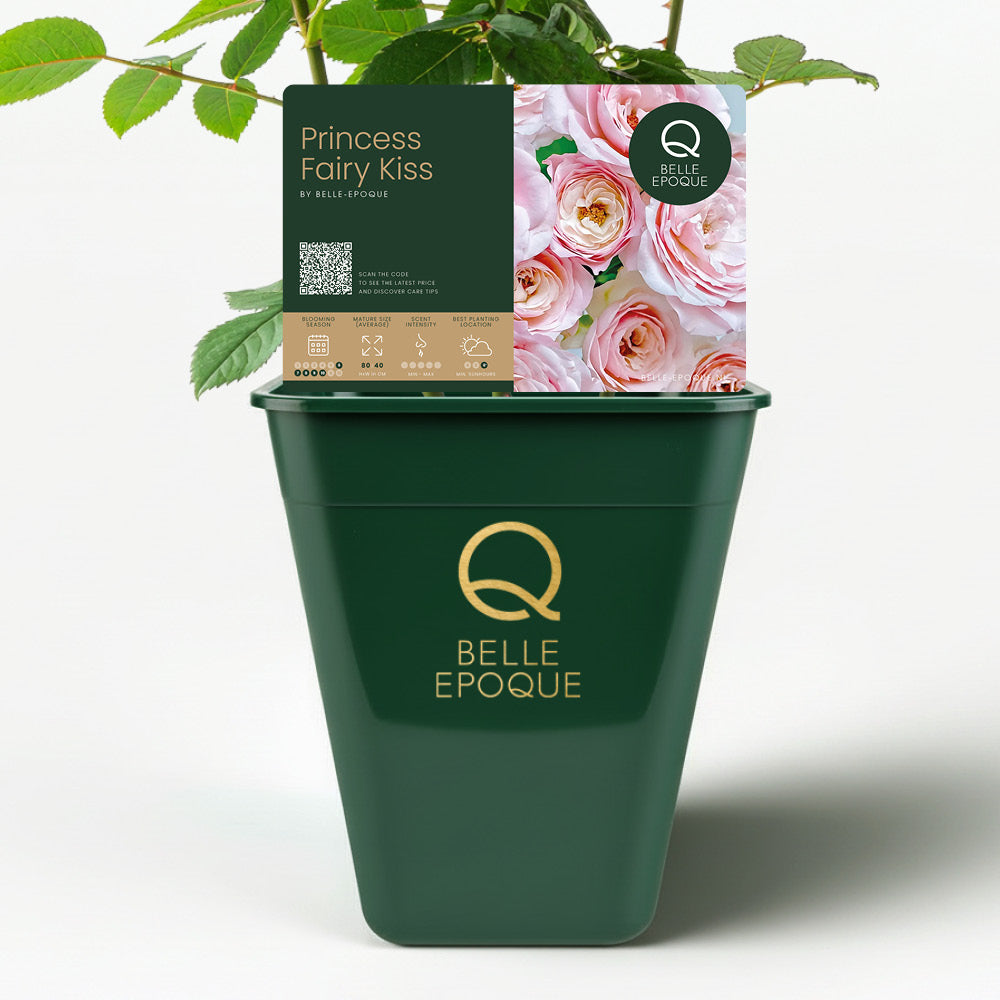 Japanese Rose Princess Fairy Kiss