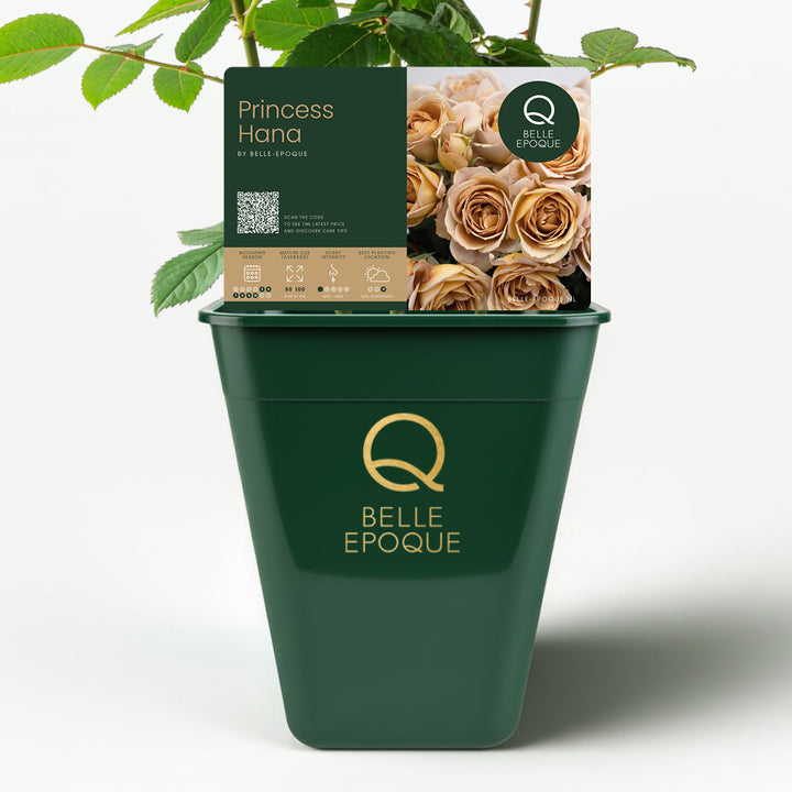 Japanese rose Princess Hana Spray (NEW 2026)