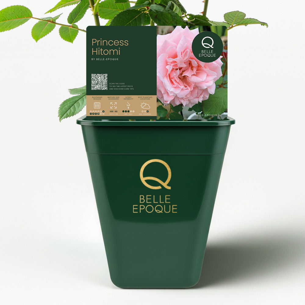 Japanese rose Princess Hitomi (Beautiful history)