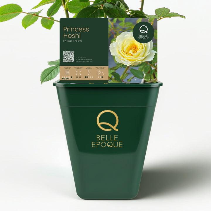 Japanese rose Princess Hoshi (Star)