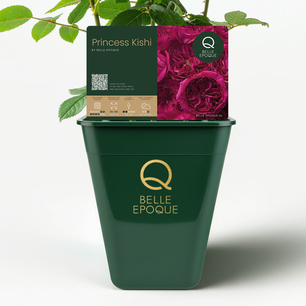 Japanese Rose Princess Kishi (Long & happy life)