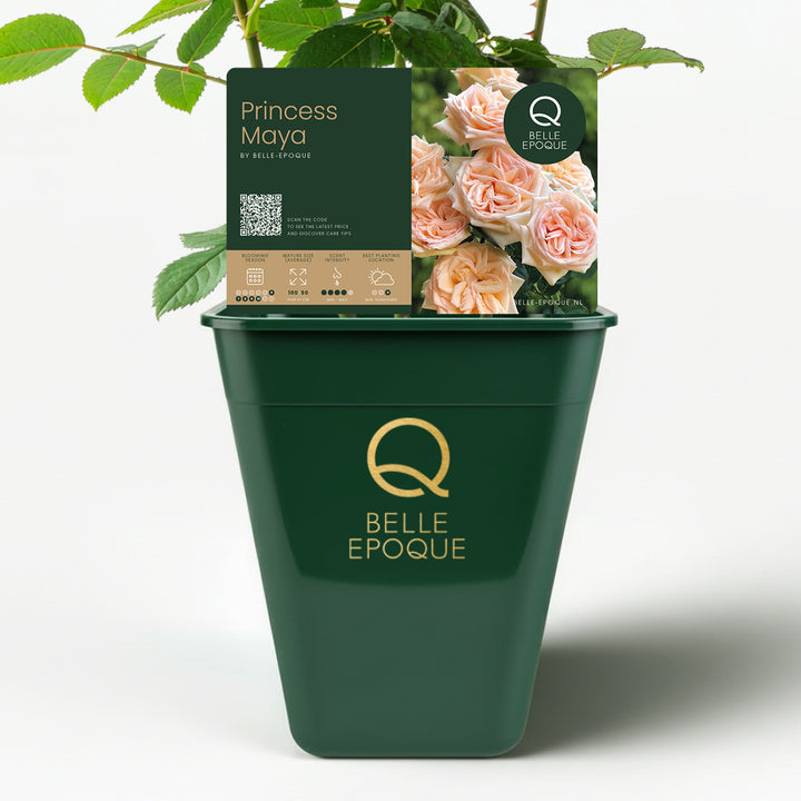 Japanese rose Princess Maya (Night Rain)