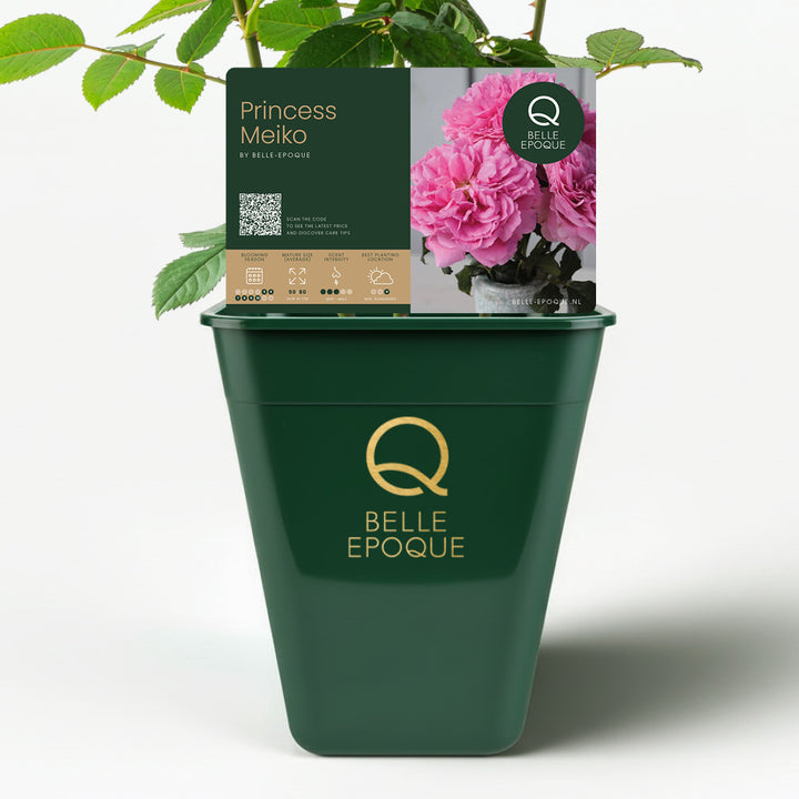 Japanese rose Princess Meiko (Prosperous)