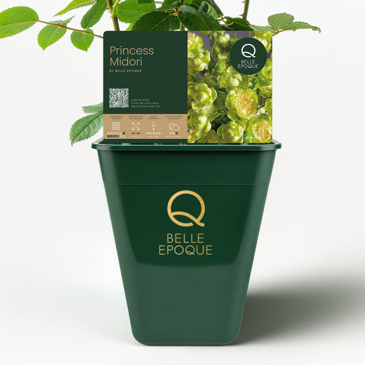 Japanese rose Princess Midori (green)