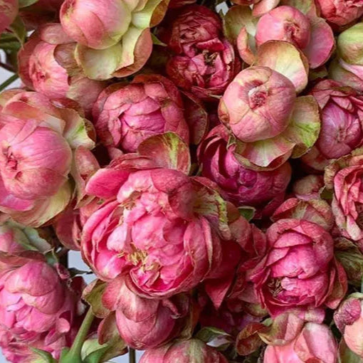 Japanese rose Princess Pinku Spray