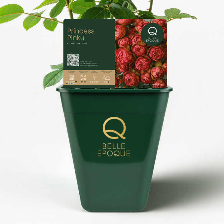 Japanese rose Princess Pinku Spray