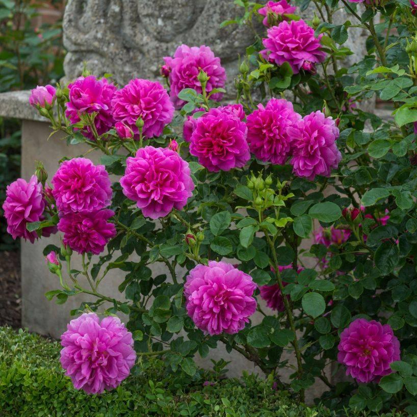 Princess Anne (Auskitchen)