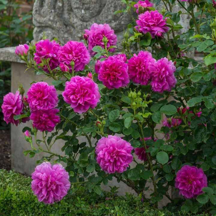 Princess Anne (Auskitchen)